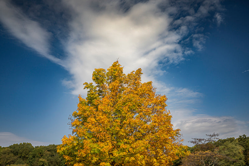 Maple Tree | The Artisan Marketplace