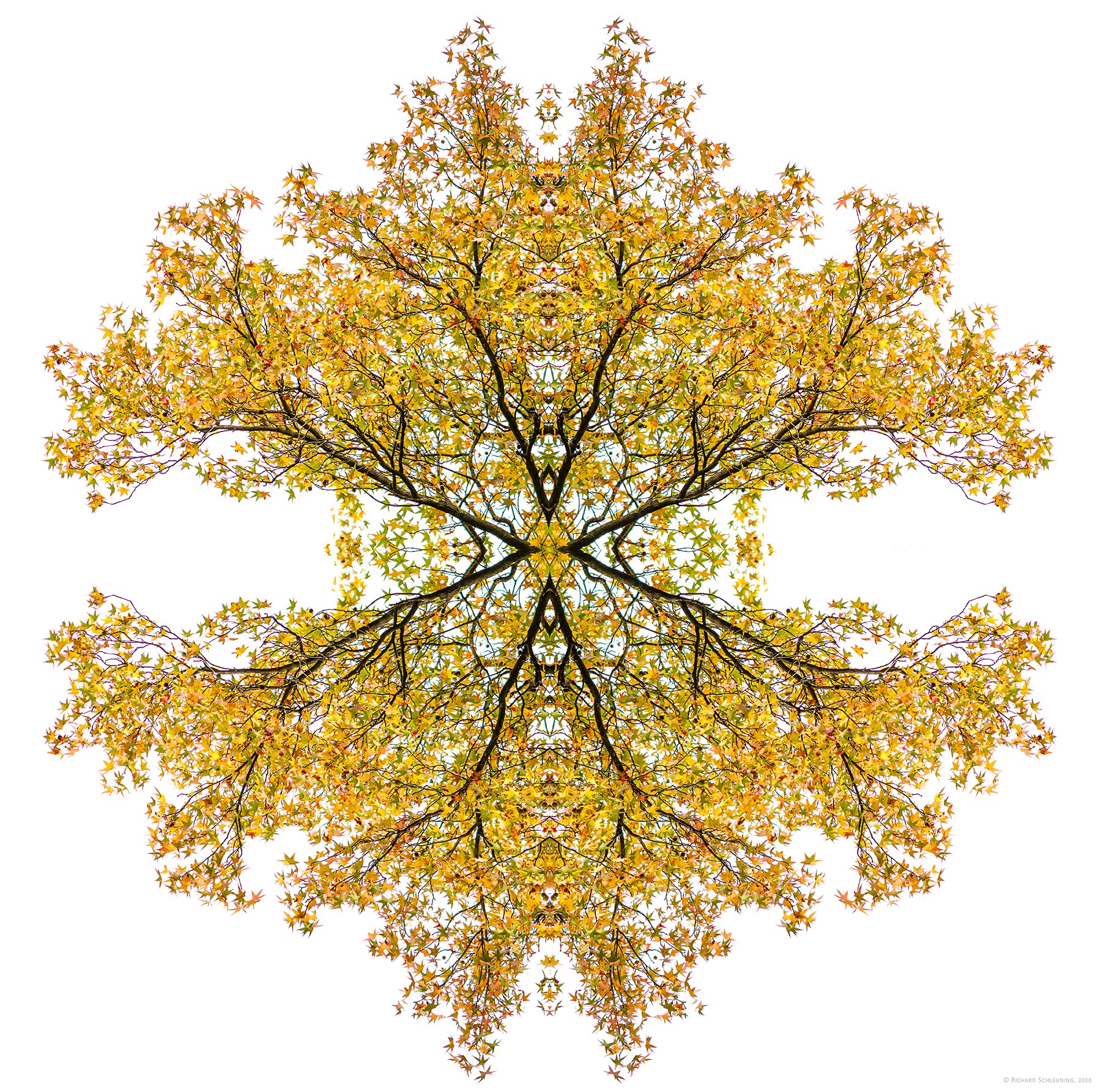 Abstract image of a Maple tree