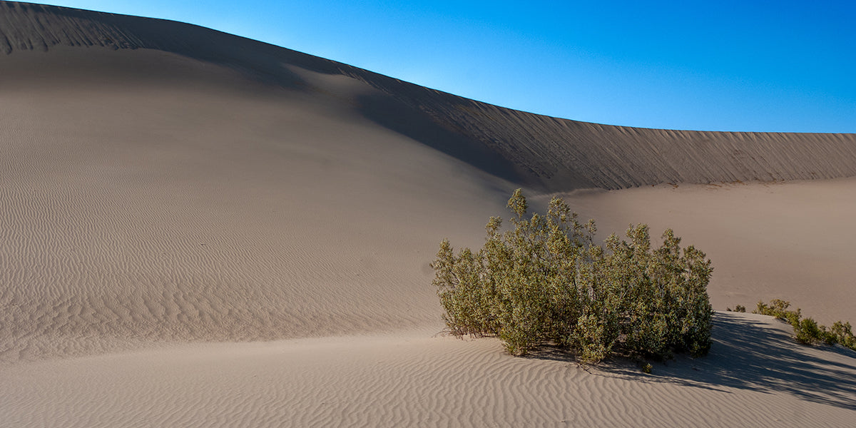 Mesquite Flat Sand Dunes, Big Dune