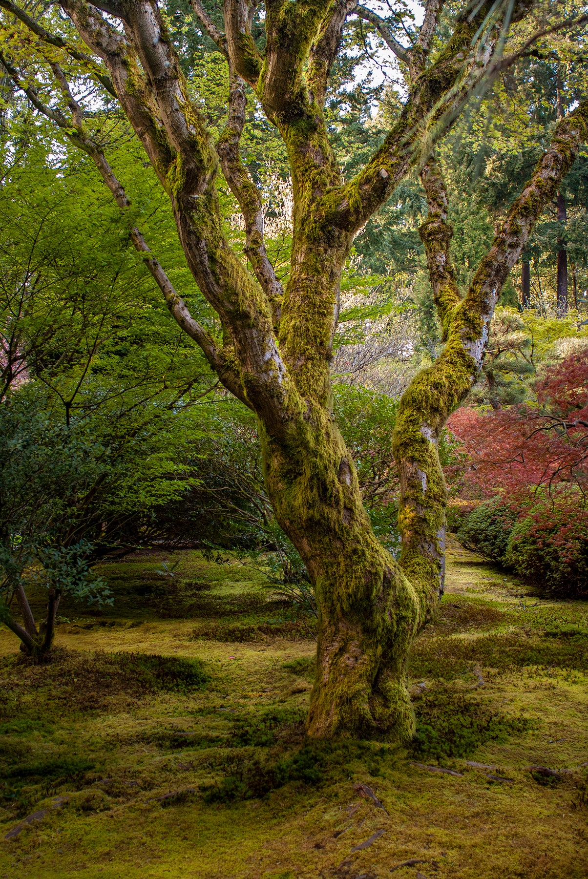 Moss covered tree