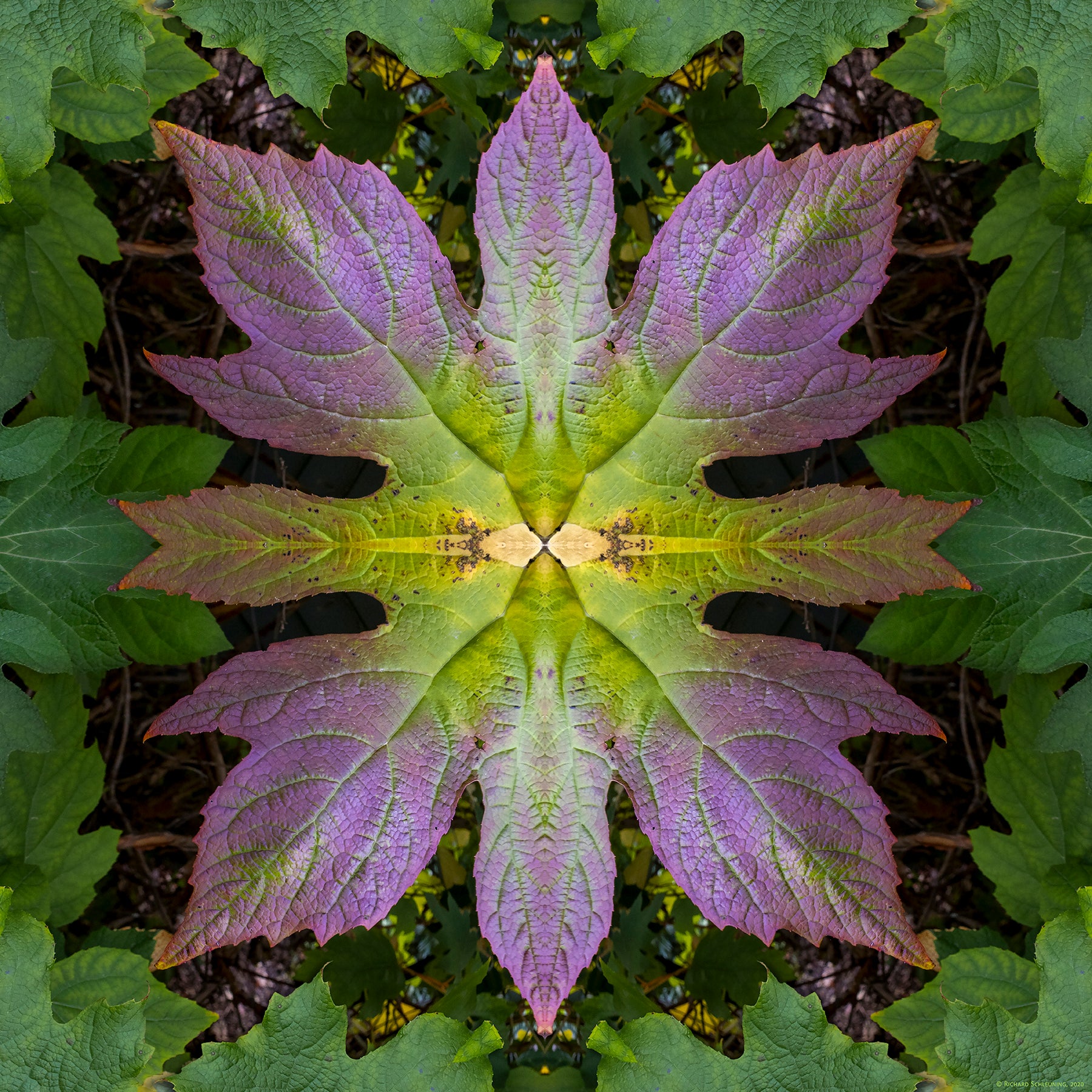 An abstract image of an Oak Leaf Hydrangea plant