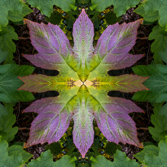 An abstract image of an Oak Leaf Hydrangea plant