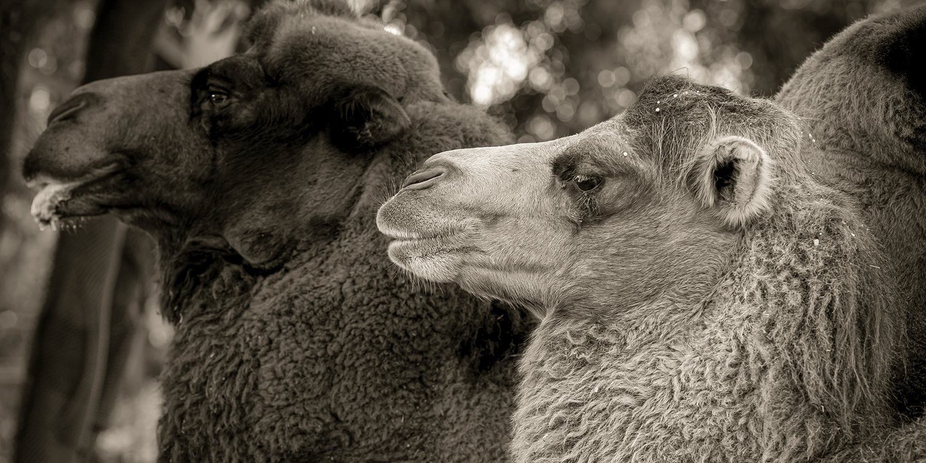 A pair of camels at the San Diego Zoo