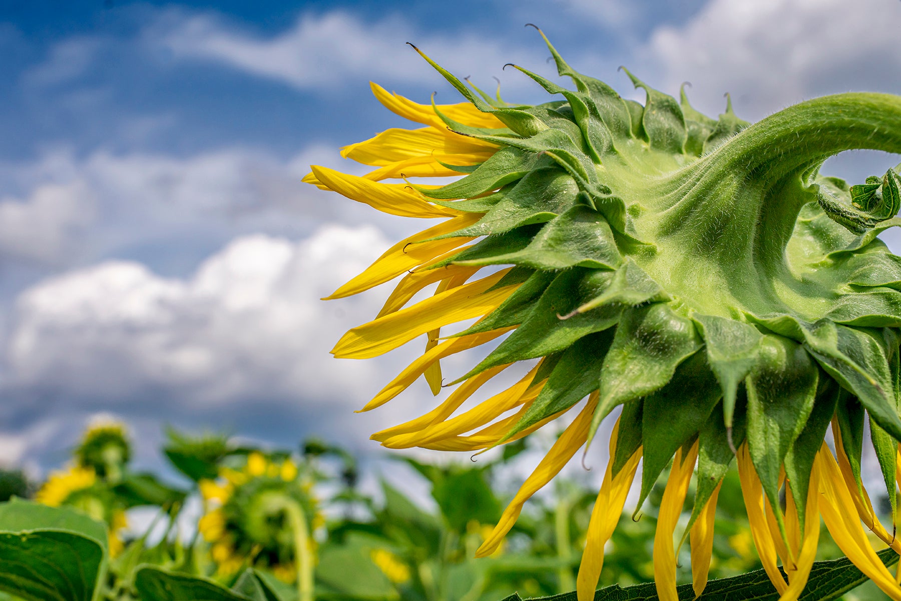 A large sunflower growing at the Von Thum farms in NJ