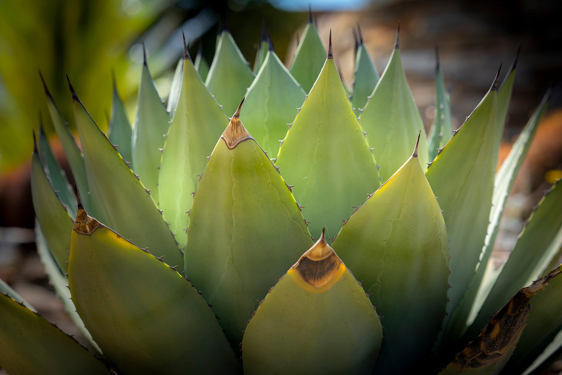 A Parry's Agave plant