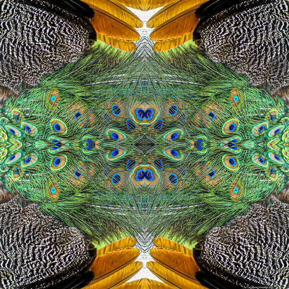 An abstract image of Peacock feathers