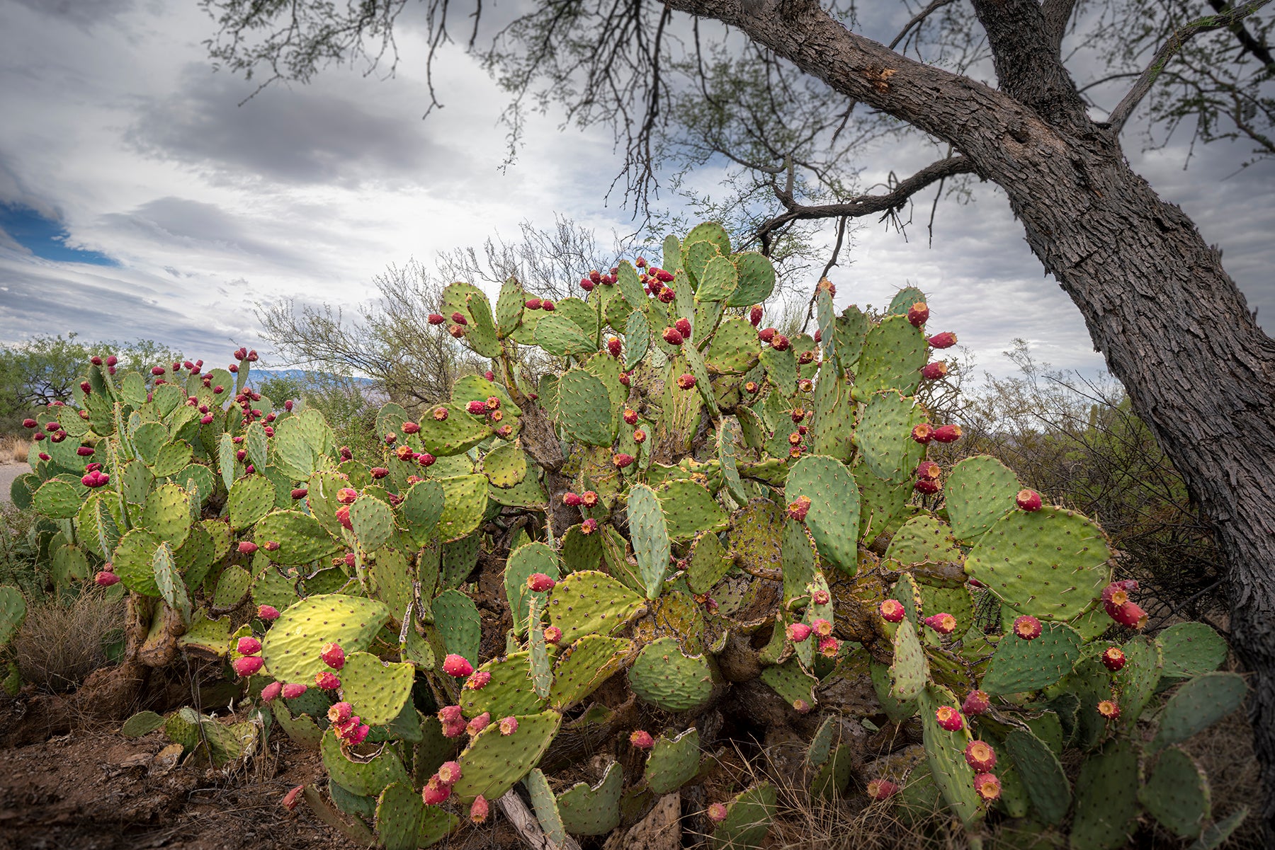 A pear cactus in the Saguaro National Park