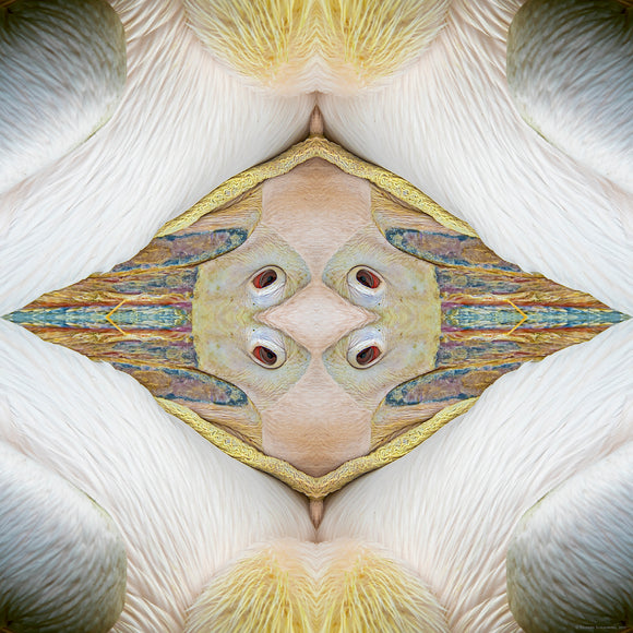 An abstract image of pelican beaks and feathers