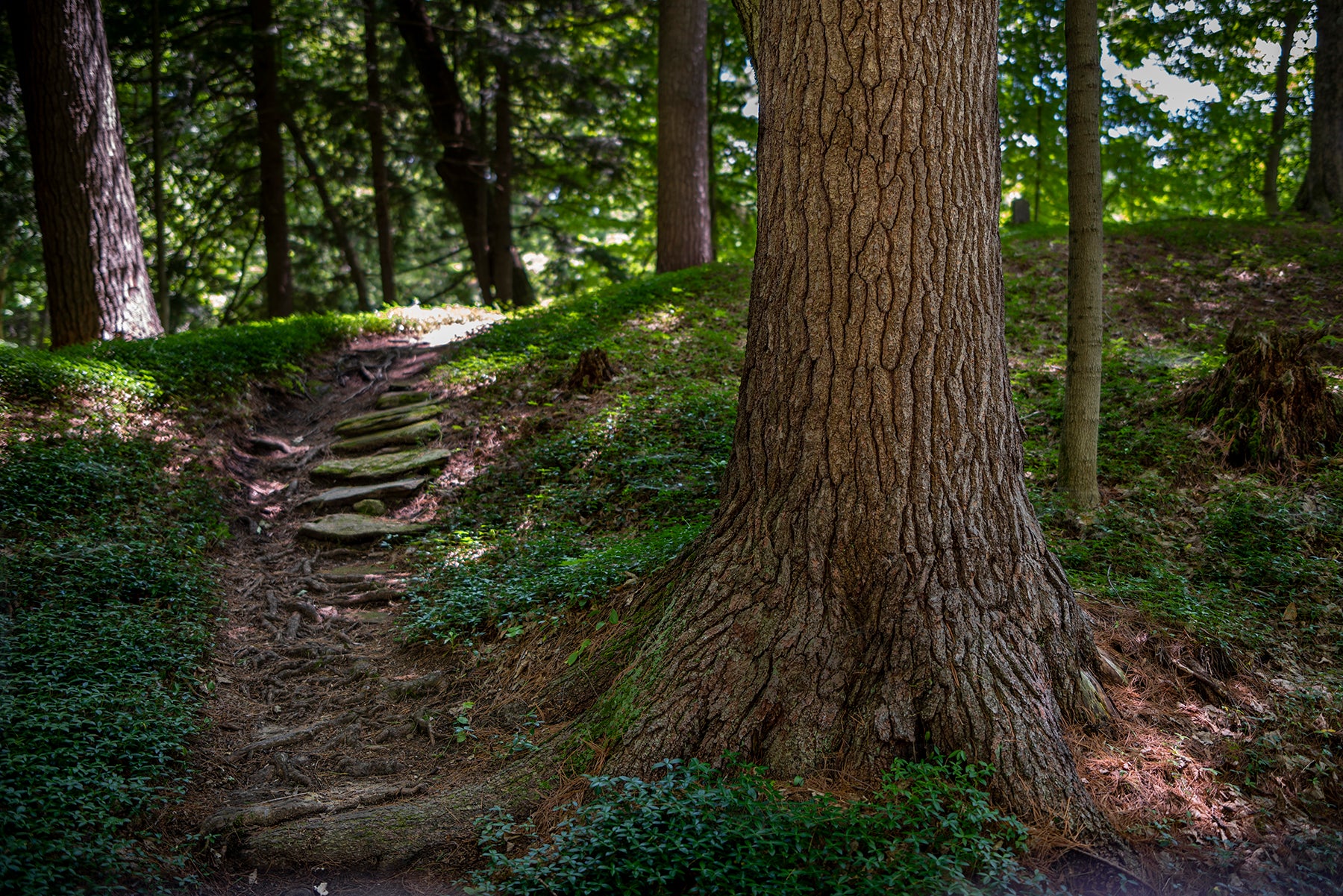 A trail winds past an Eastern White Pine tree