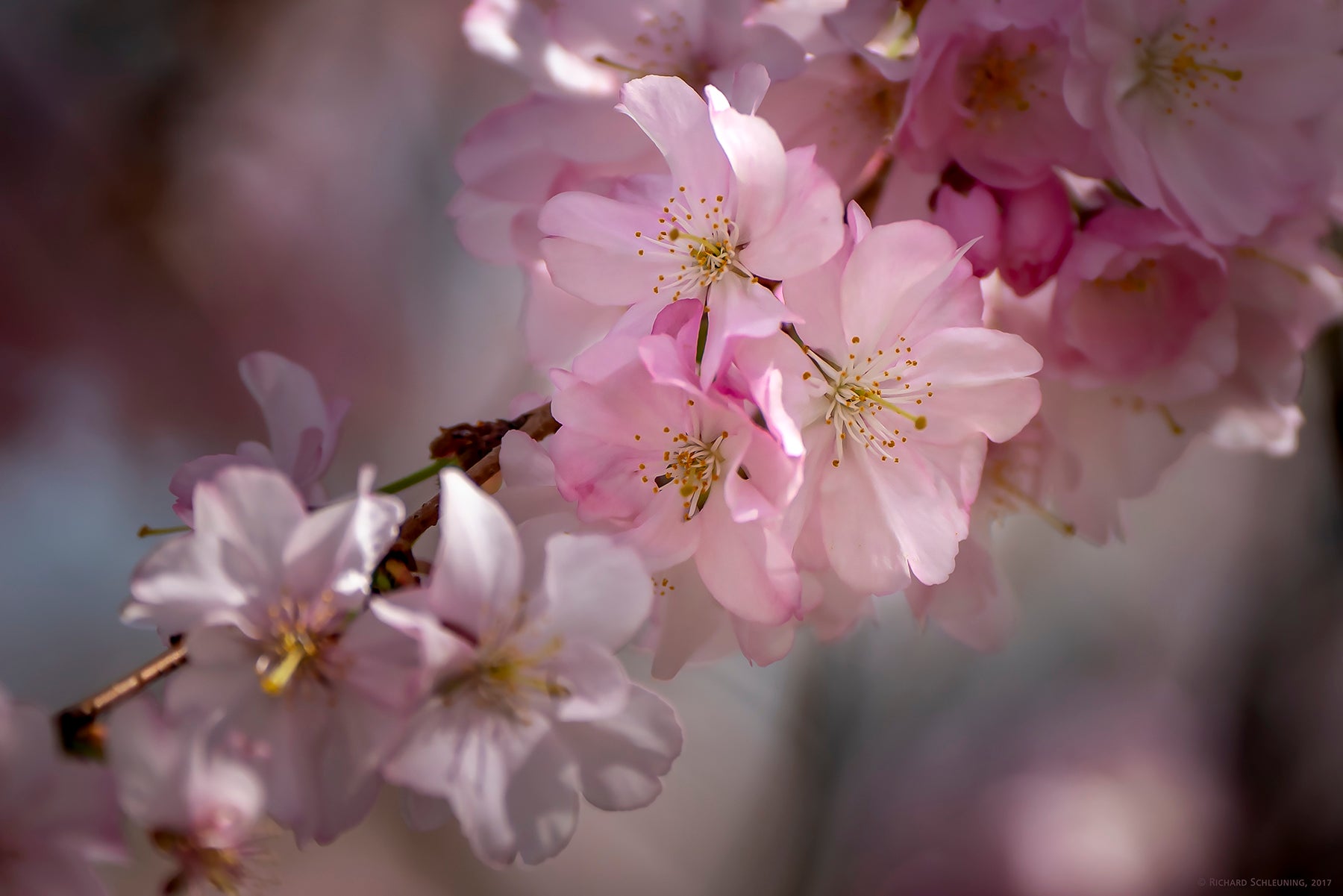 cherry blossoms in Branchburg Park, Newark