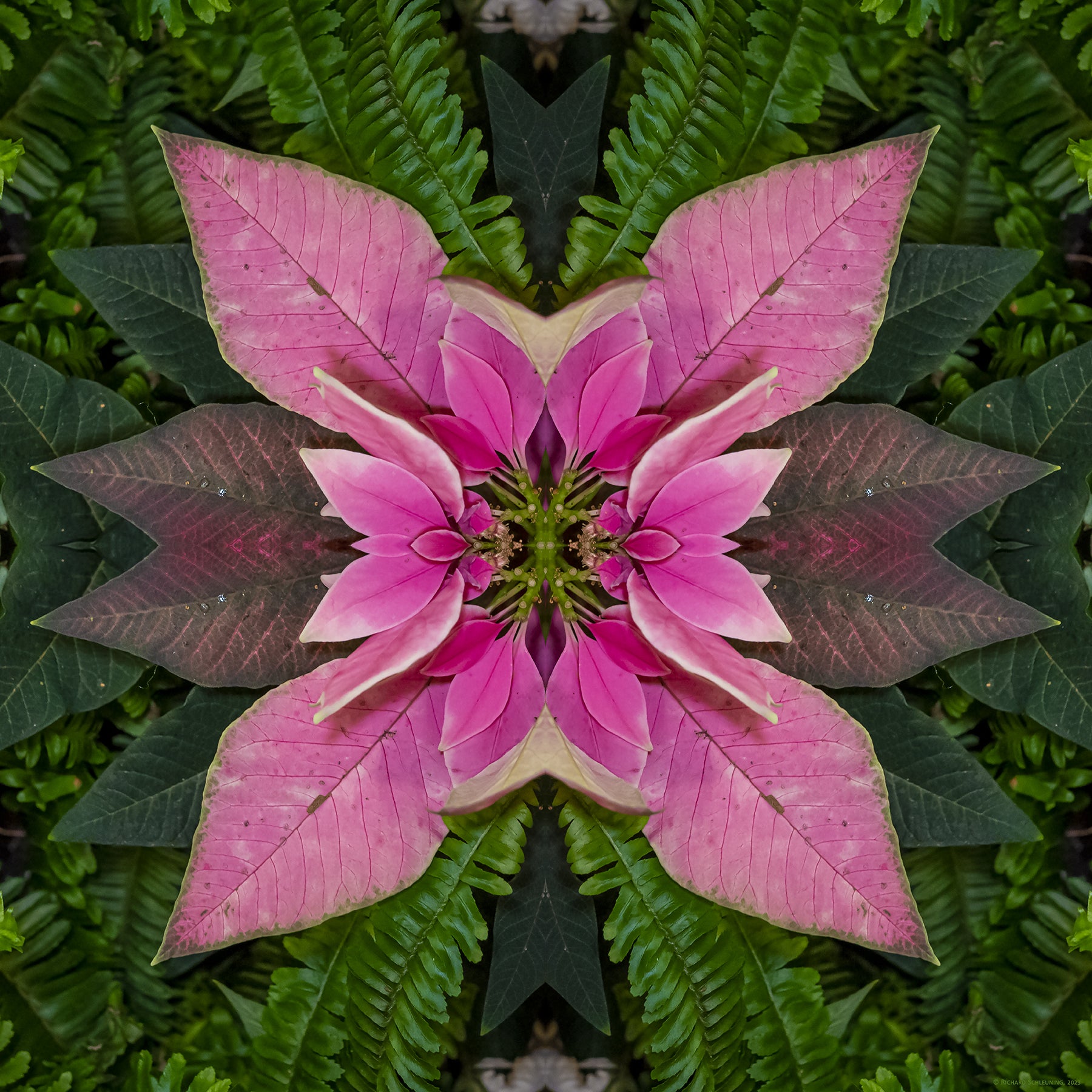 An abstract fine art print of a pink poinsettia