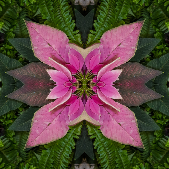 An abstract fine art print of a pink poinsettia