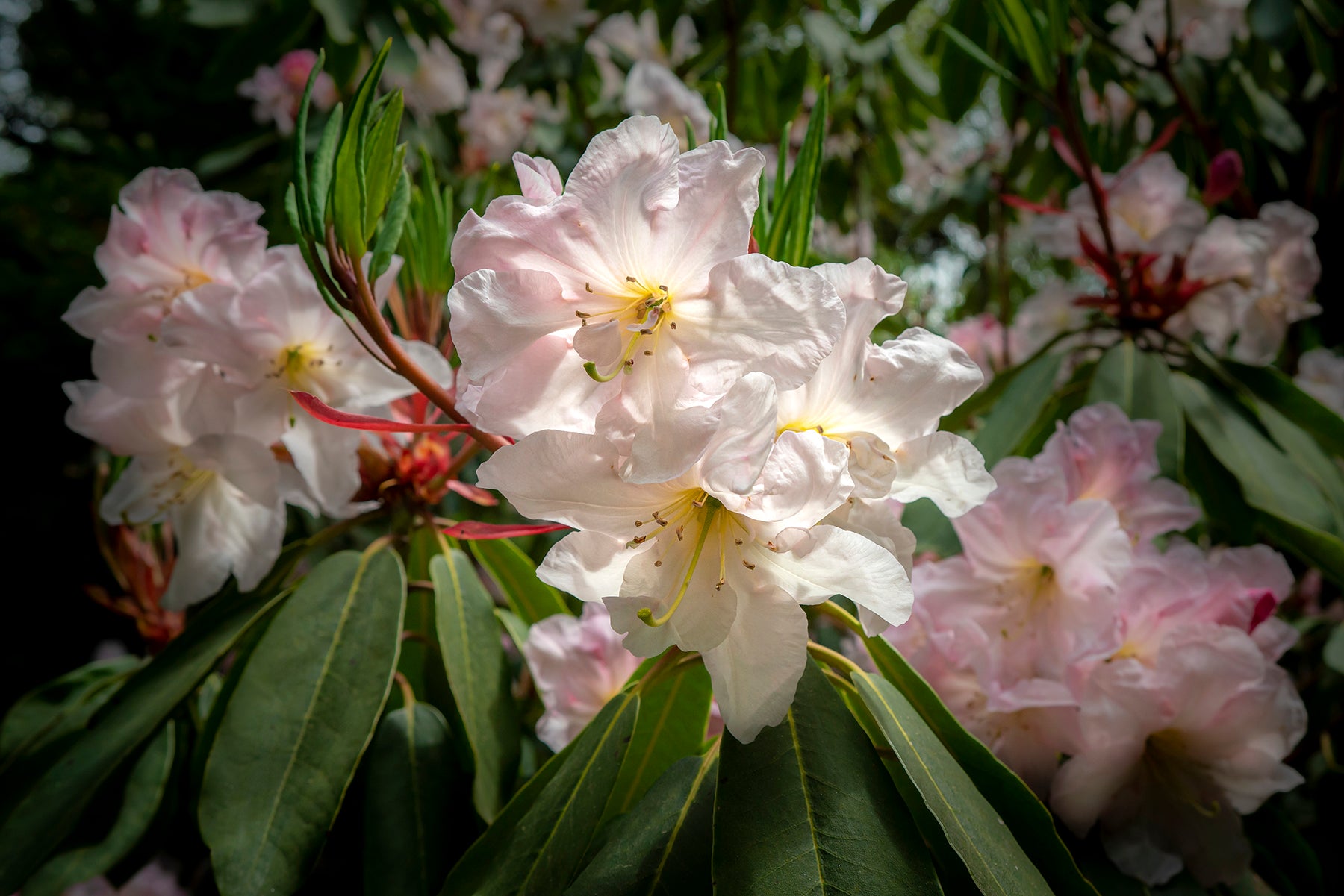 Pink Rhododendron (2)