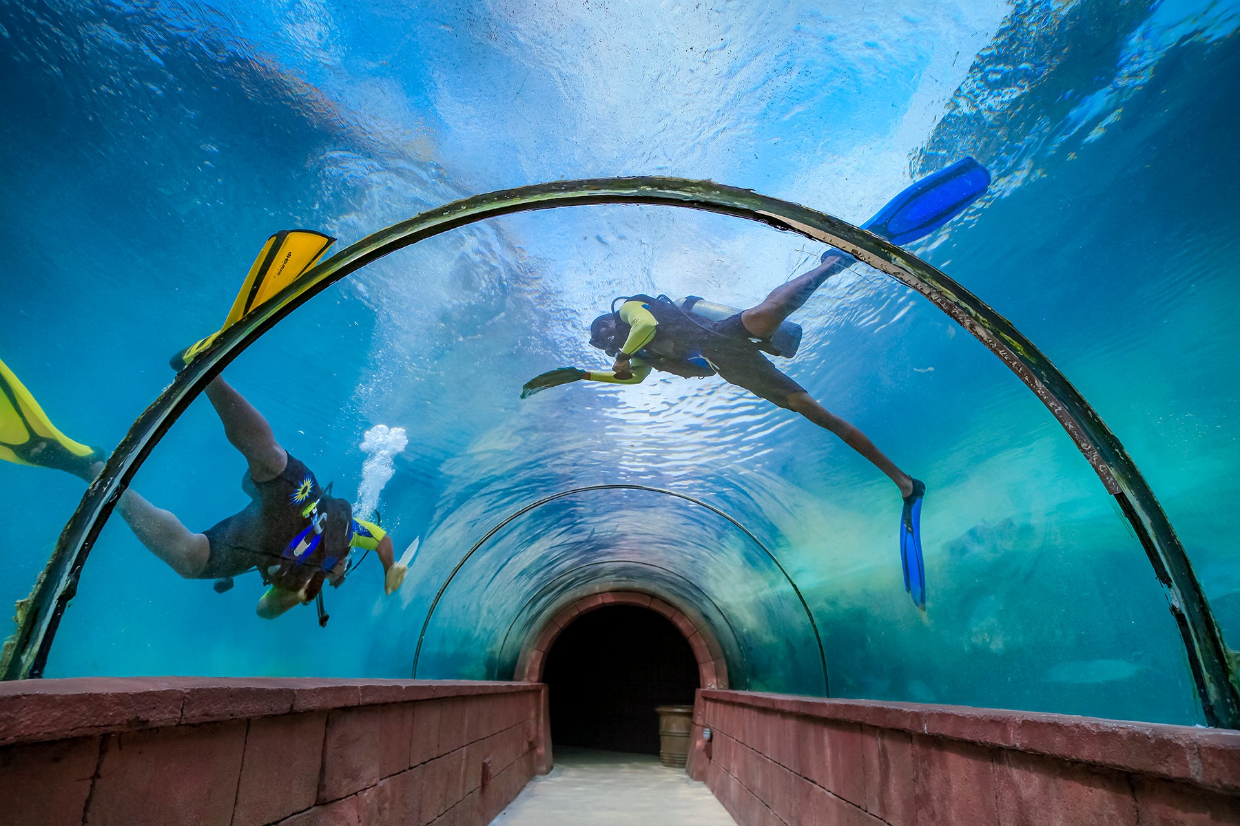 Predator Lagoon at The Atlantis in the Bahamas