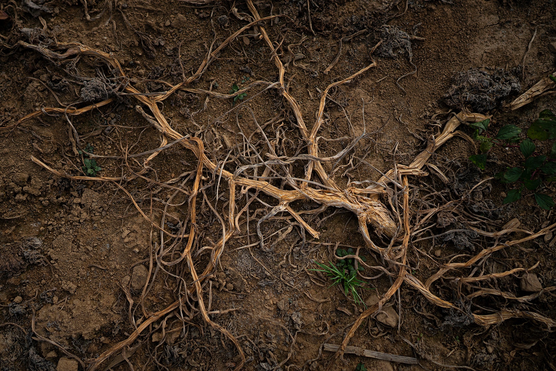 Pumpkin vines