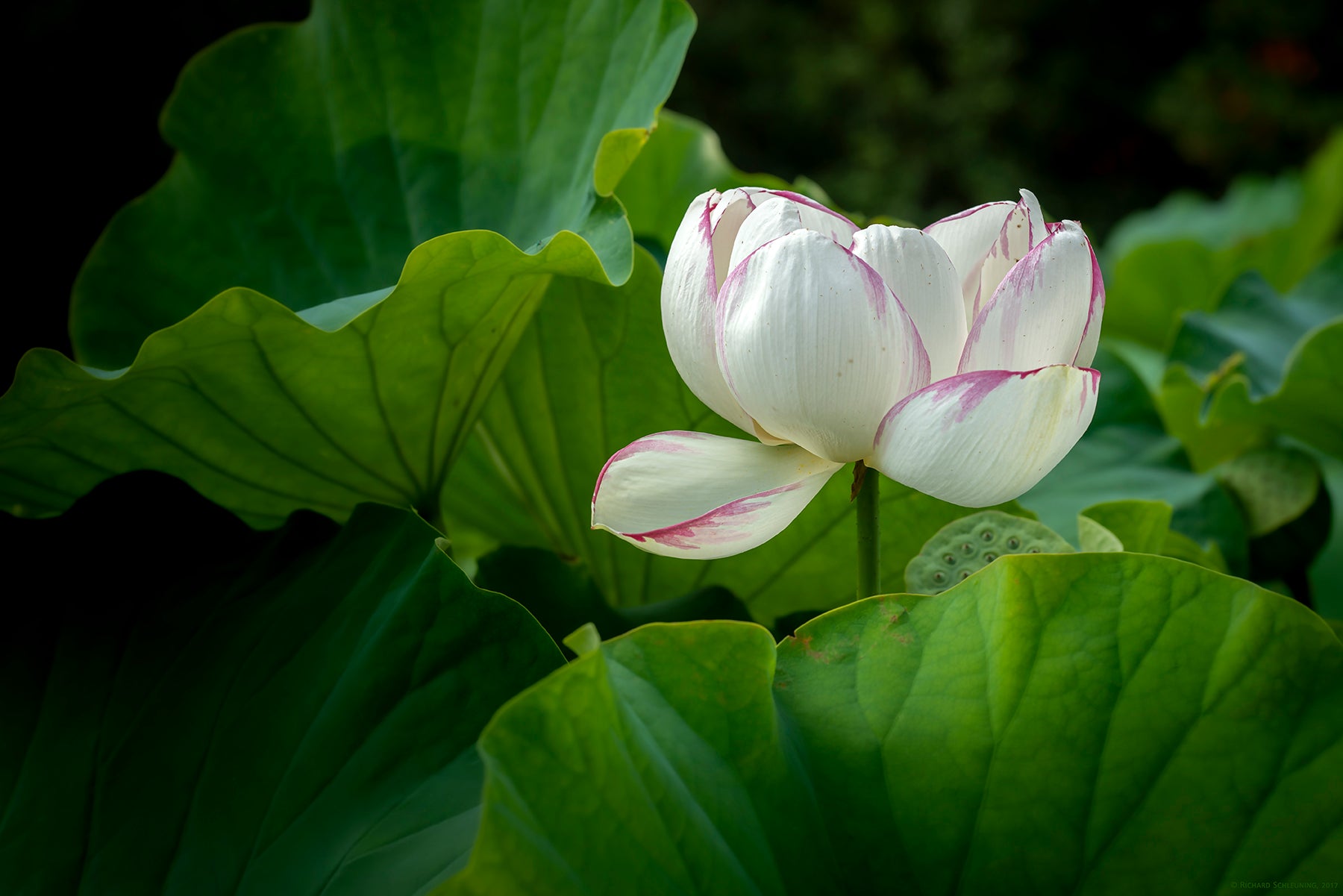 Indian Lotus (2)