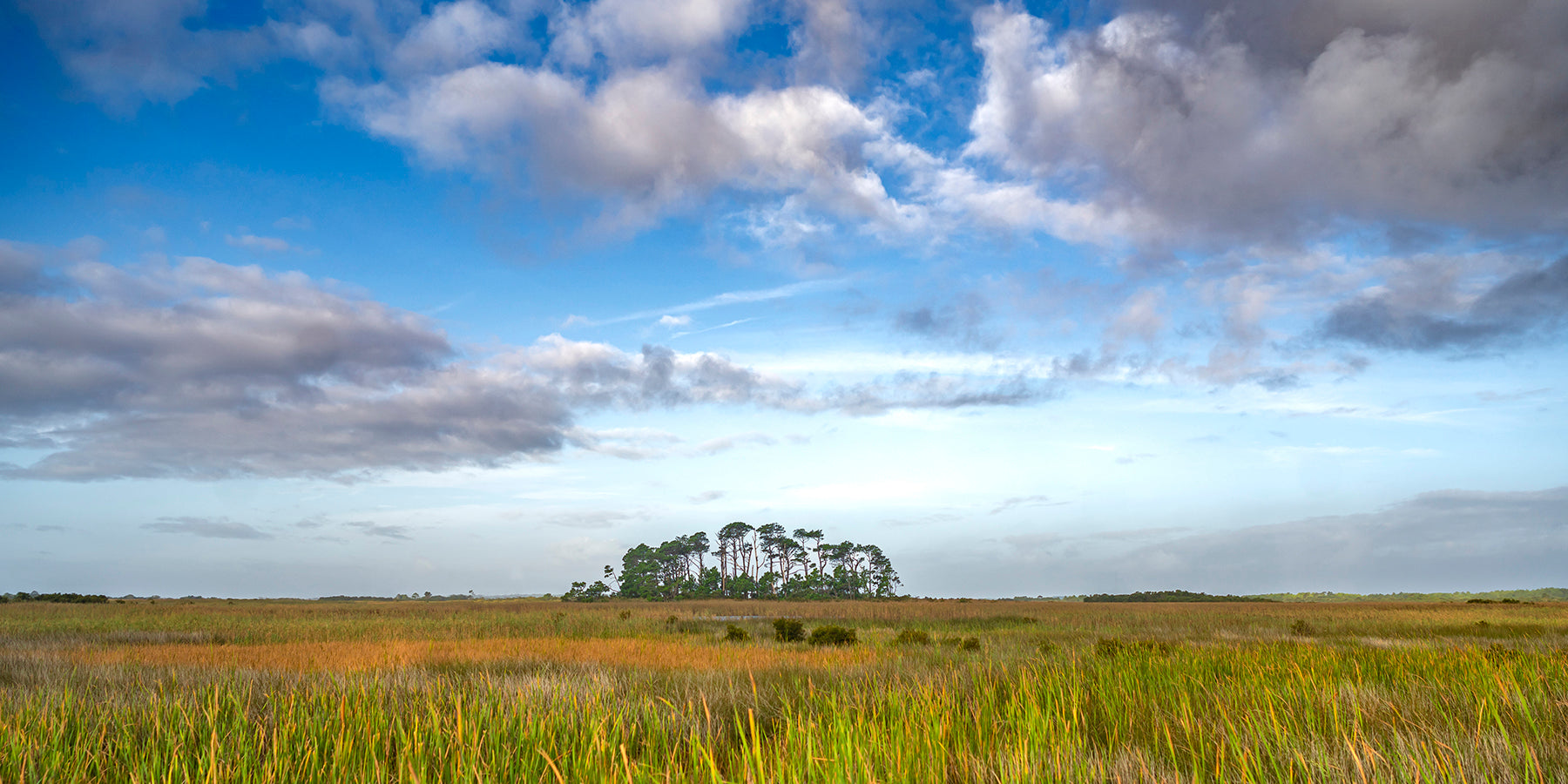 A field of saw grass in Cape Hatteras