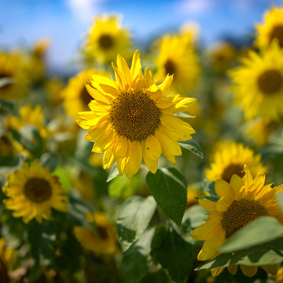 Square scarf with sunflower design