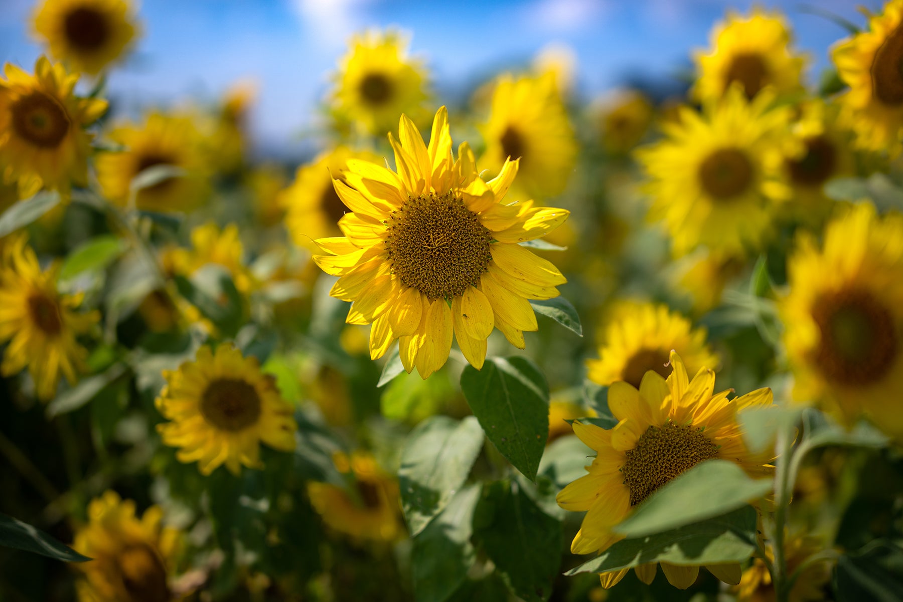 A field of sunflowers