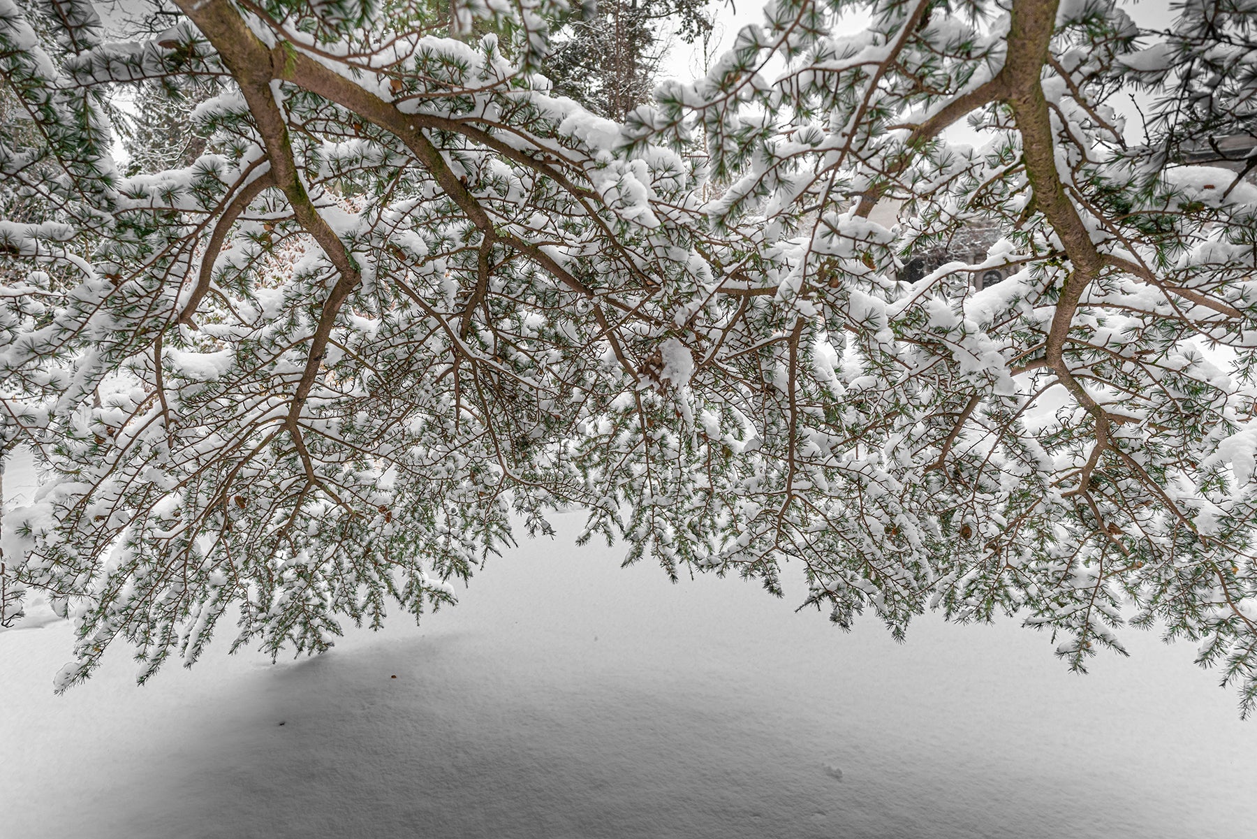 Snow covers the branches of a Cedar of Lebanon tree