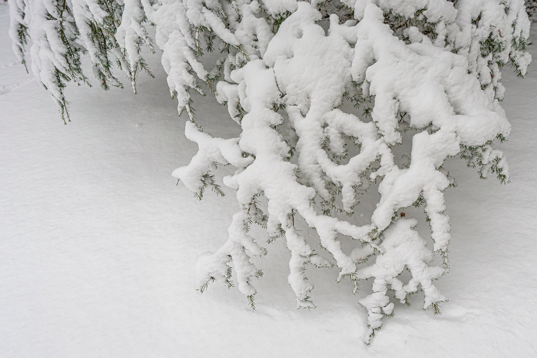 Snow covers the branches of a Cedar of Lebanon tree