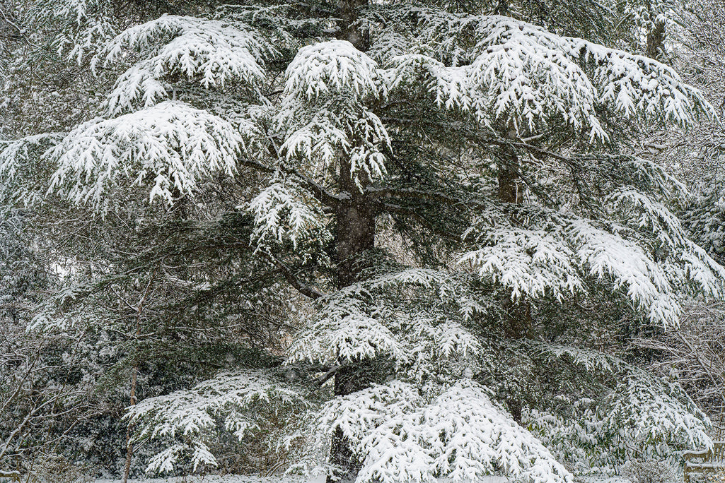 A Cedar of Lebanon tree draped in snow