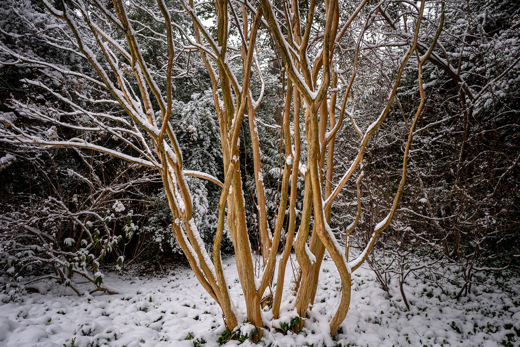 Snowy Crape Myrtle tree