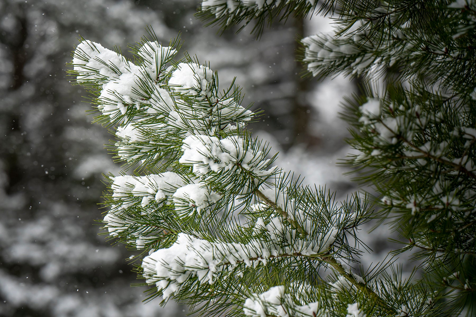 Snow collects on the branches of a Scots Pine tree