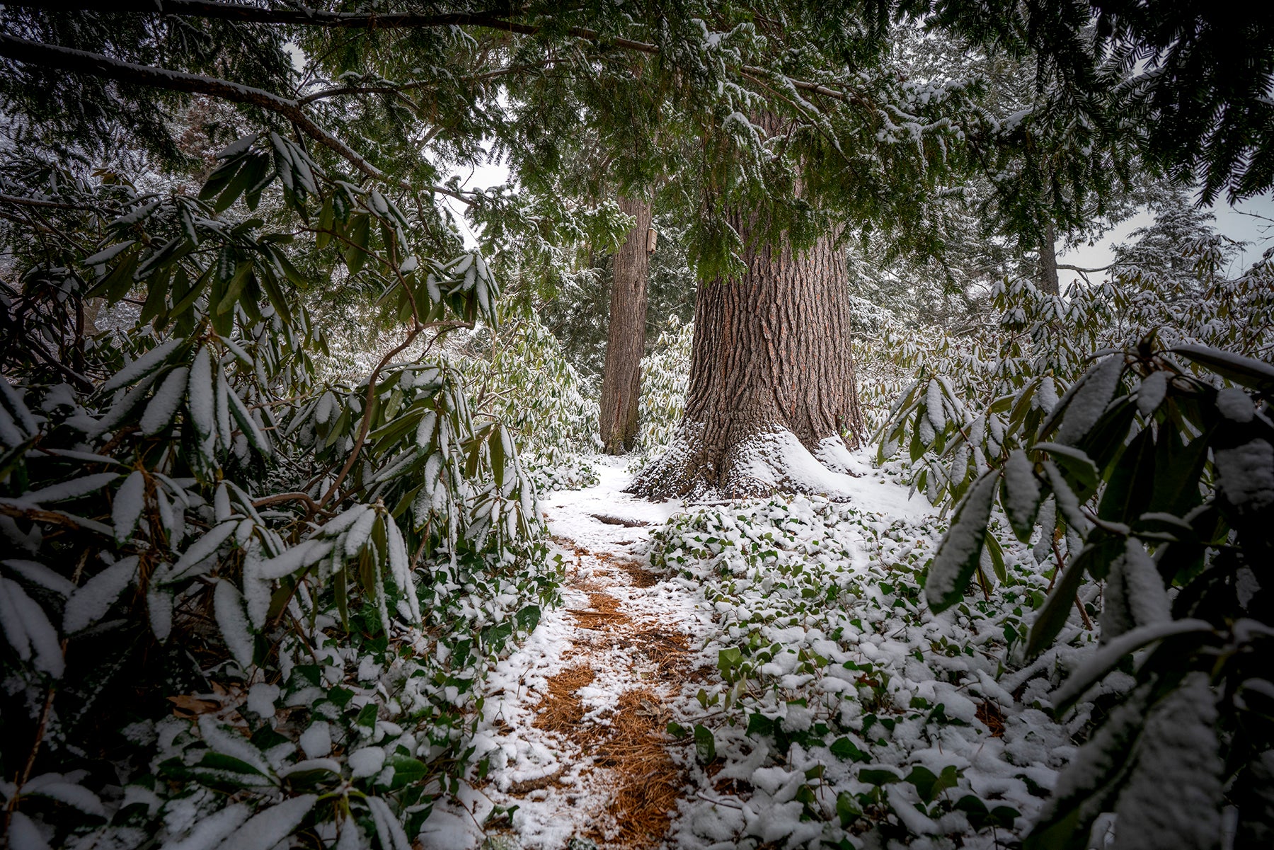 Snow covering a trail in New Jersey