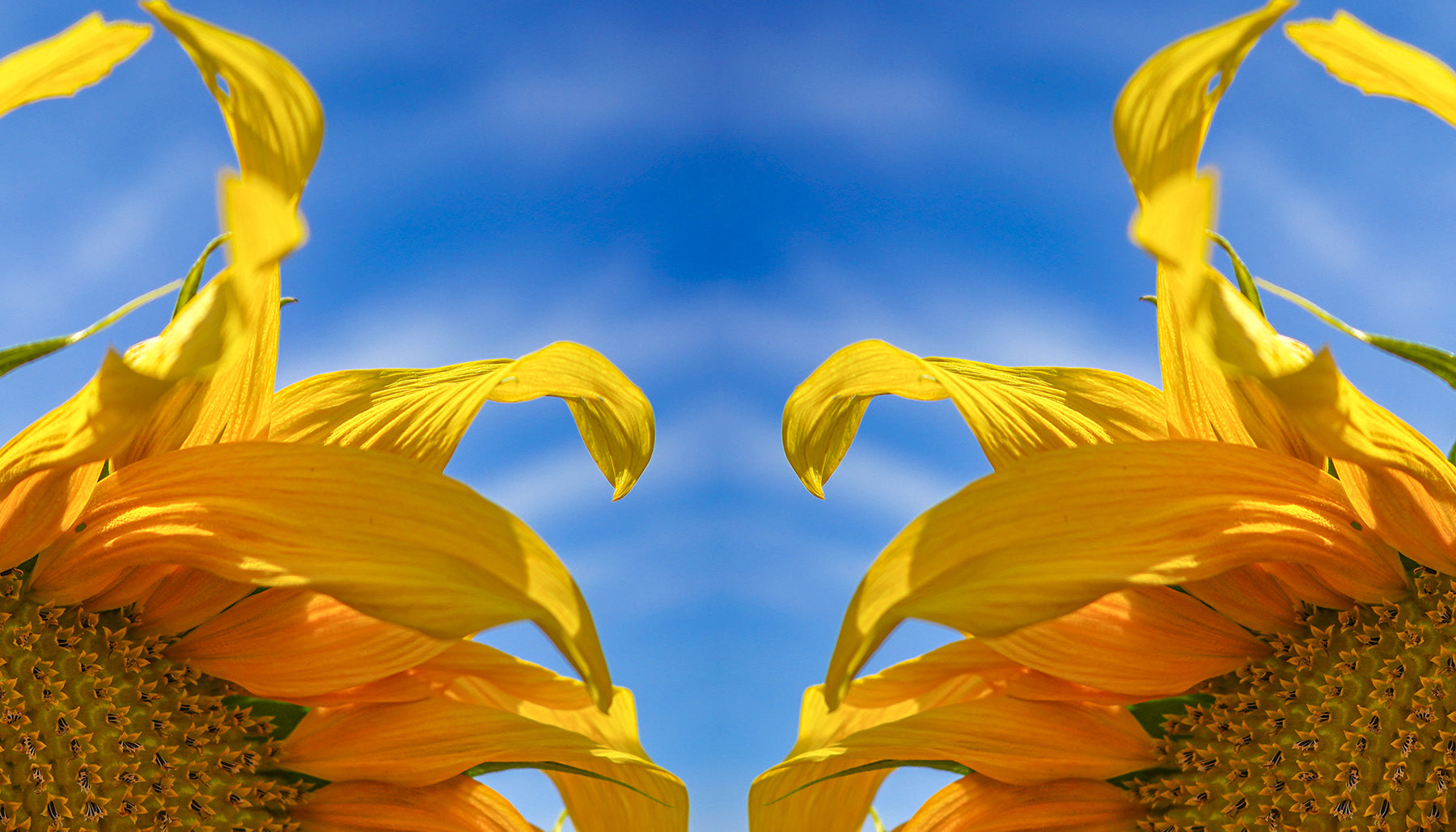 Headband with sunflower design