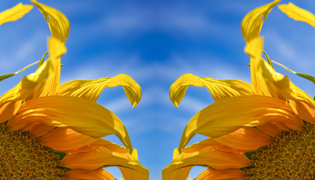 Headband with sunflower design