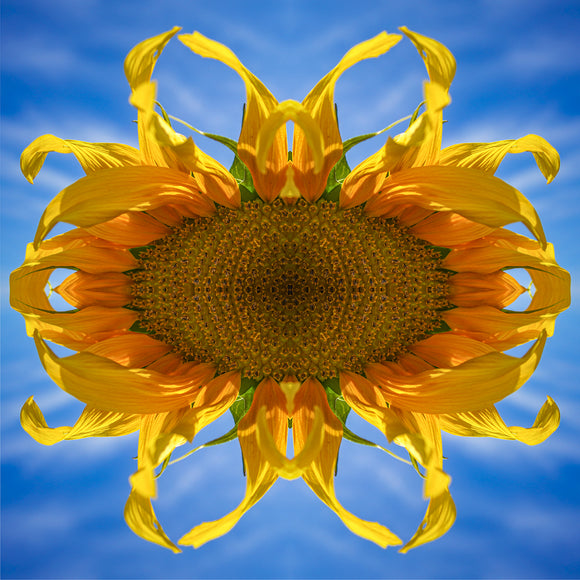 Square scarf wtih sunflower design