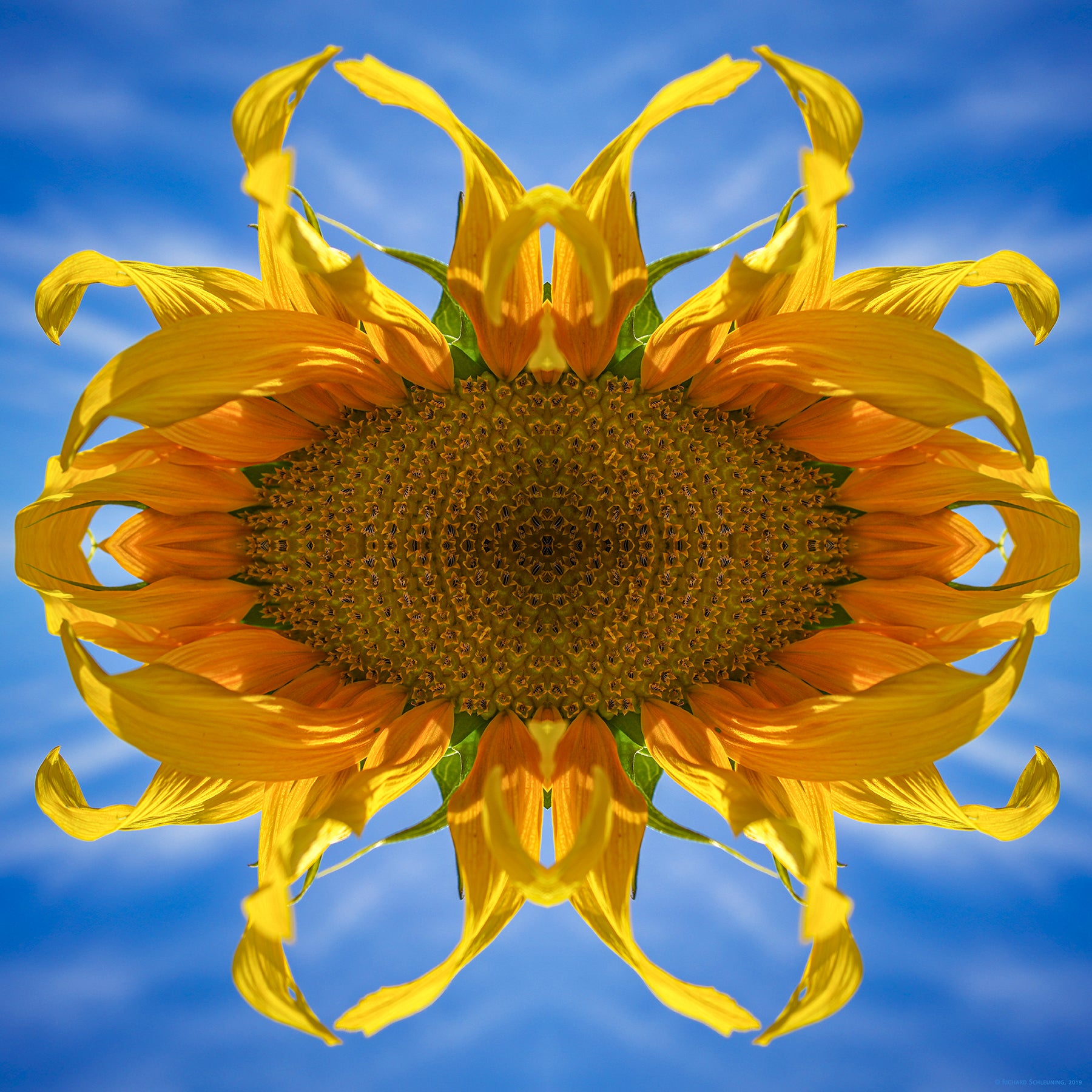 abstract image of a sunflower