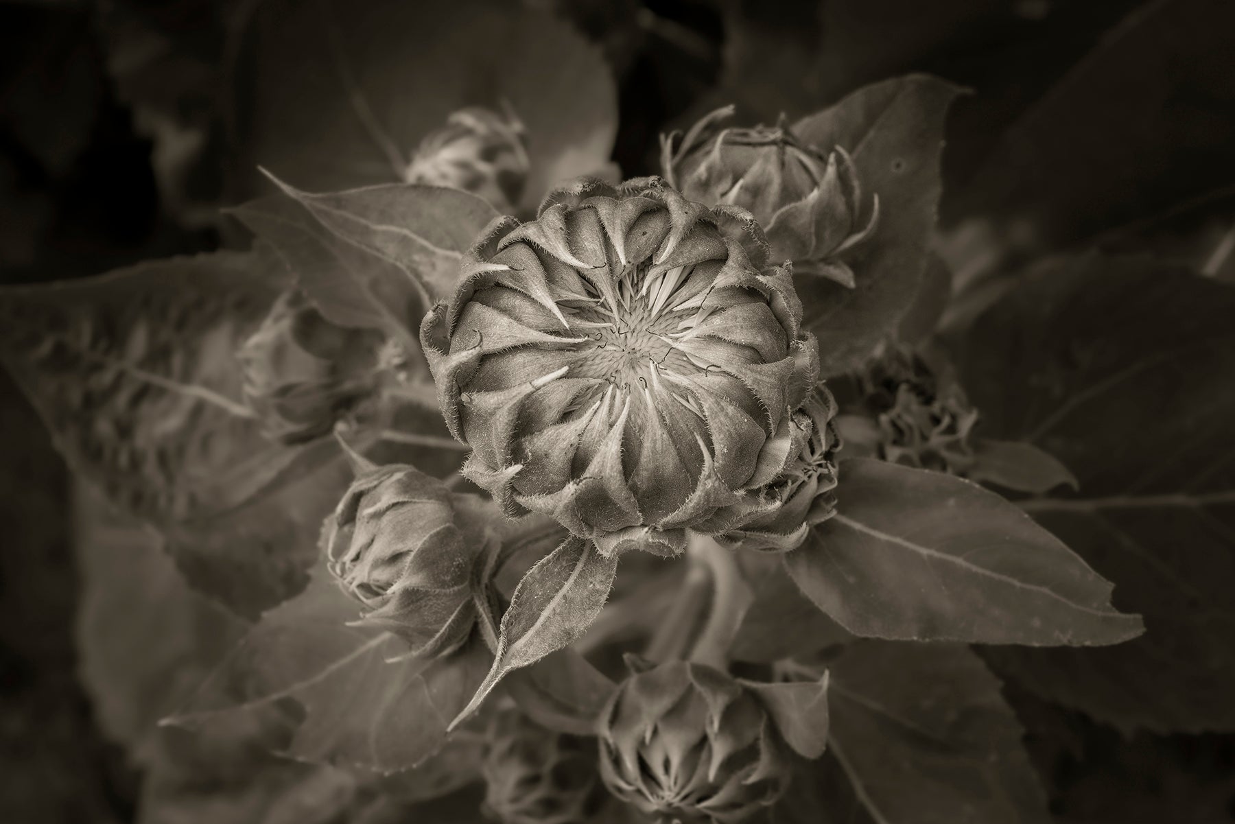 Sunflower Buds