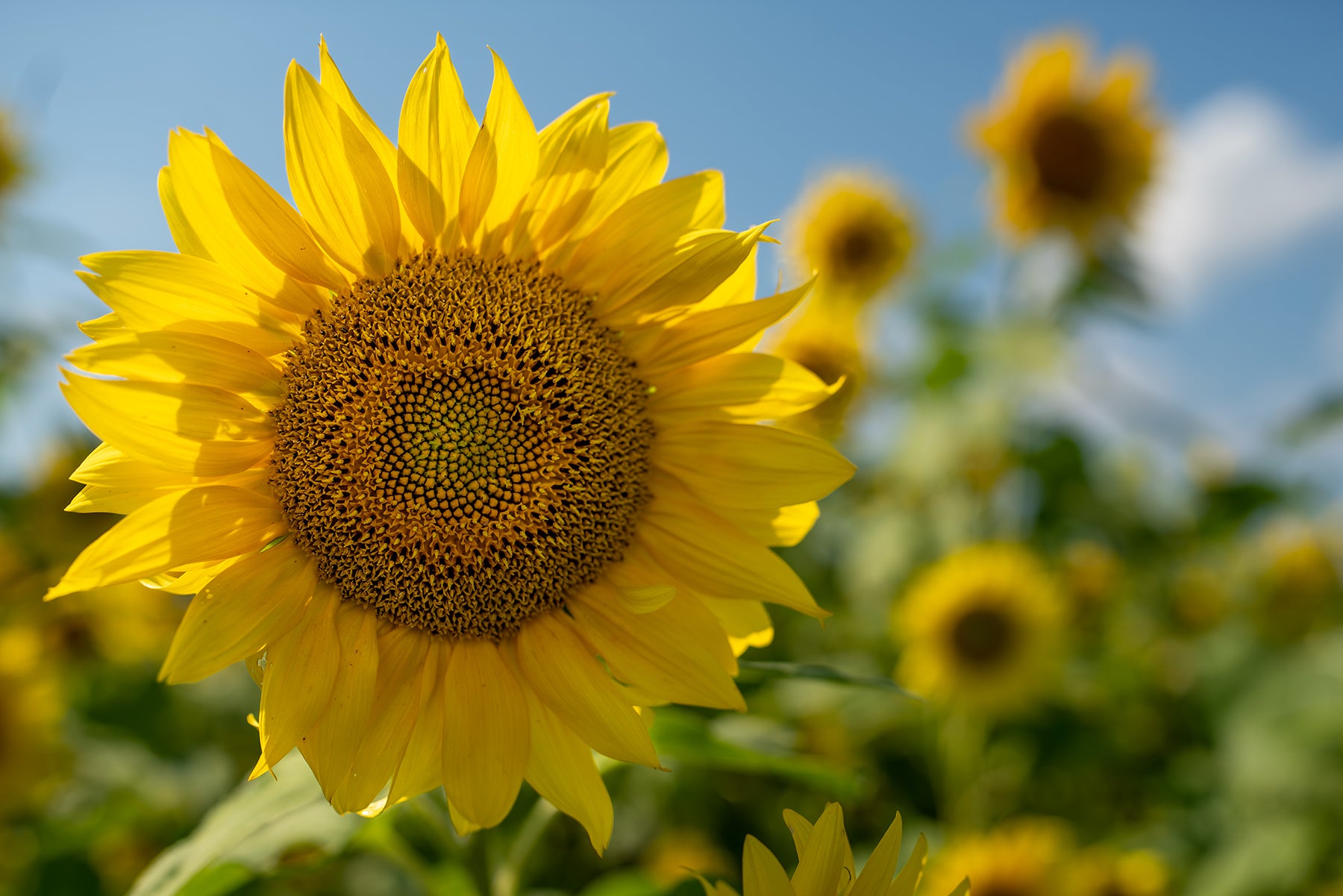 A field of sunflowers