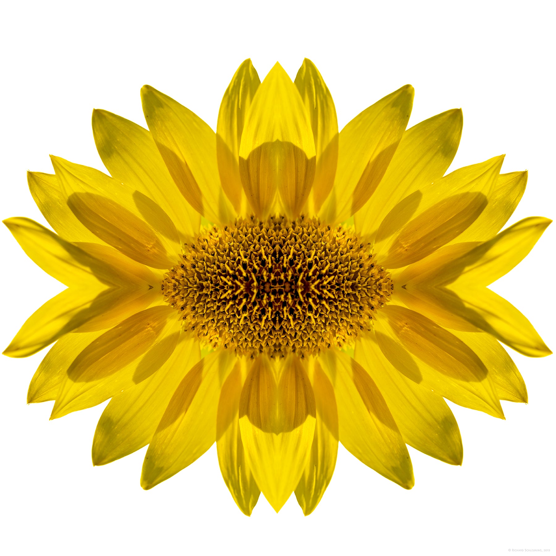 Abstract sunflower design on a white background