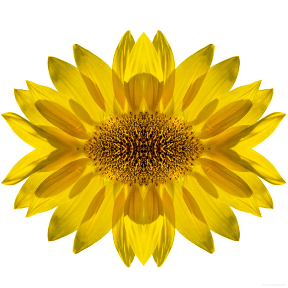 Abstract sunflower design on a white background