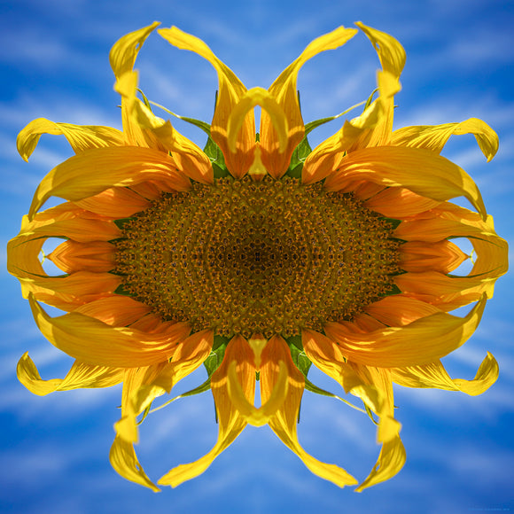 abstract image of a sunflower