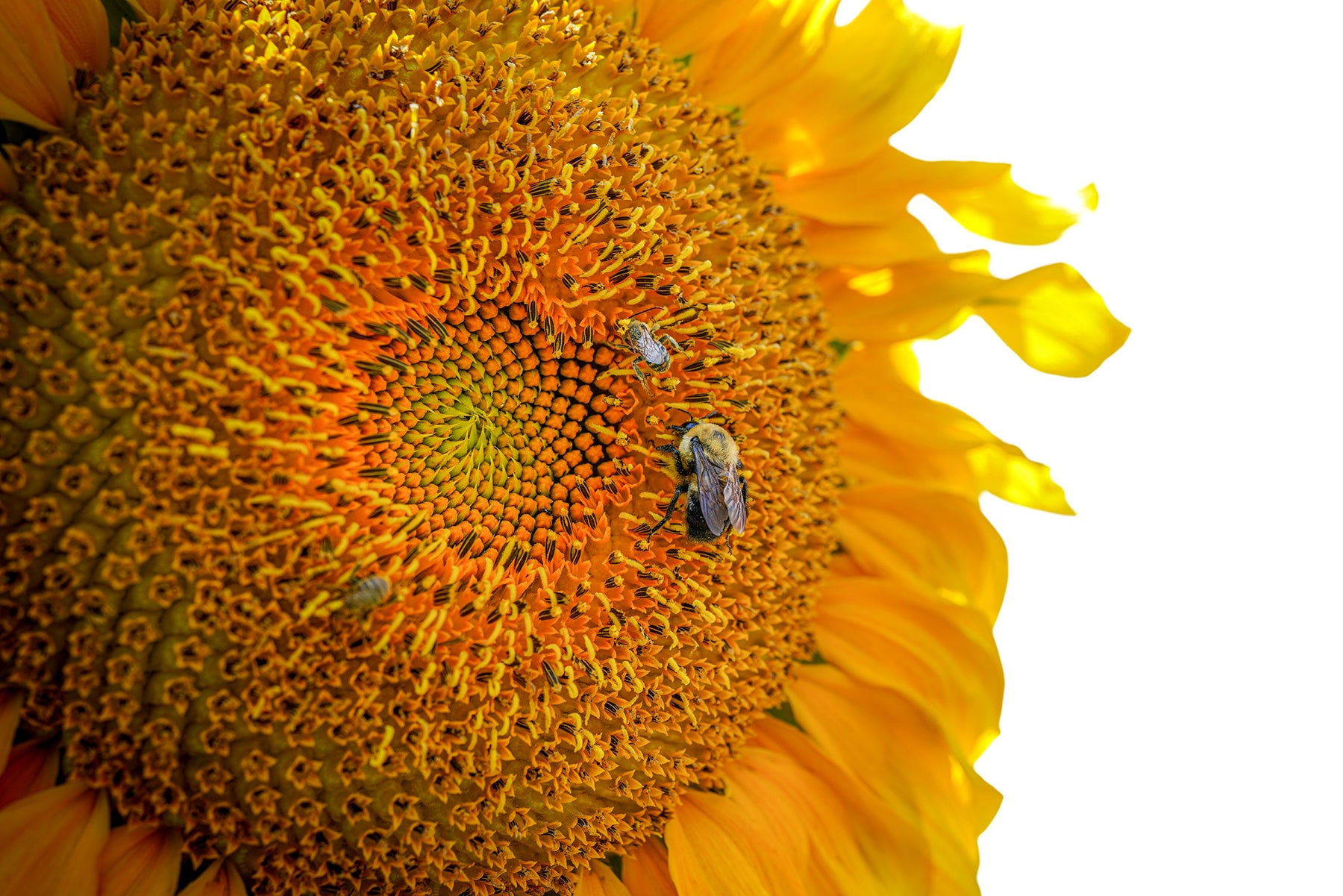 Sunflower with bees