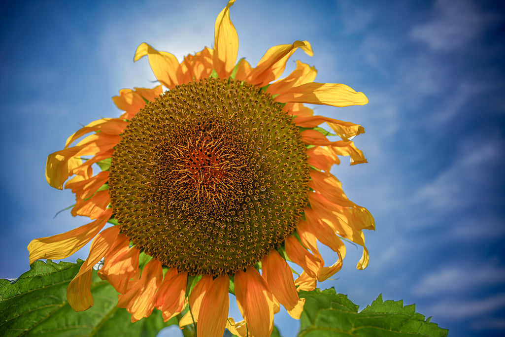 Large sunflower in full bloom