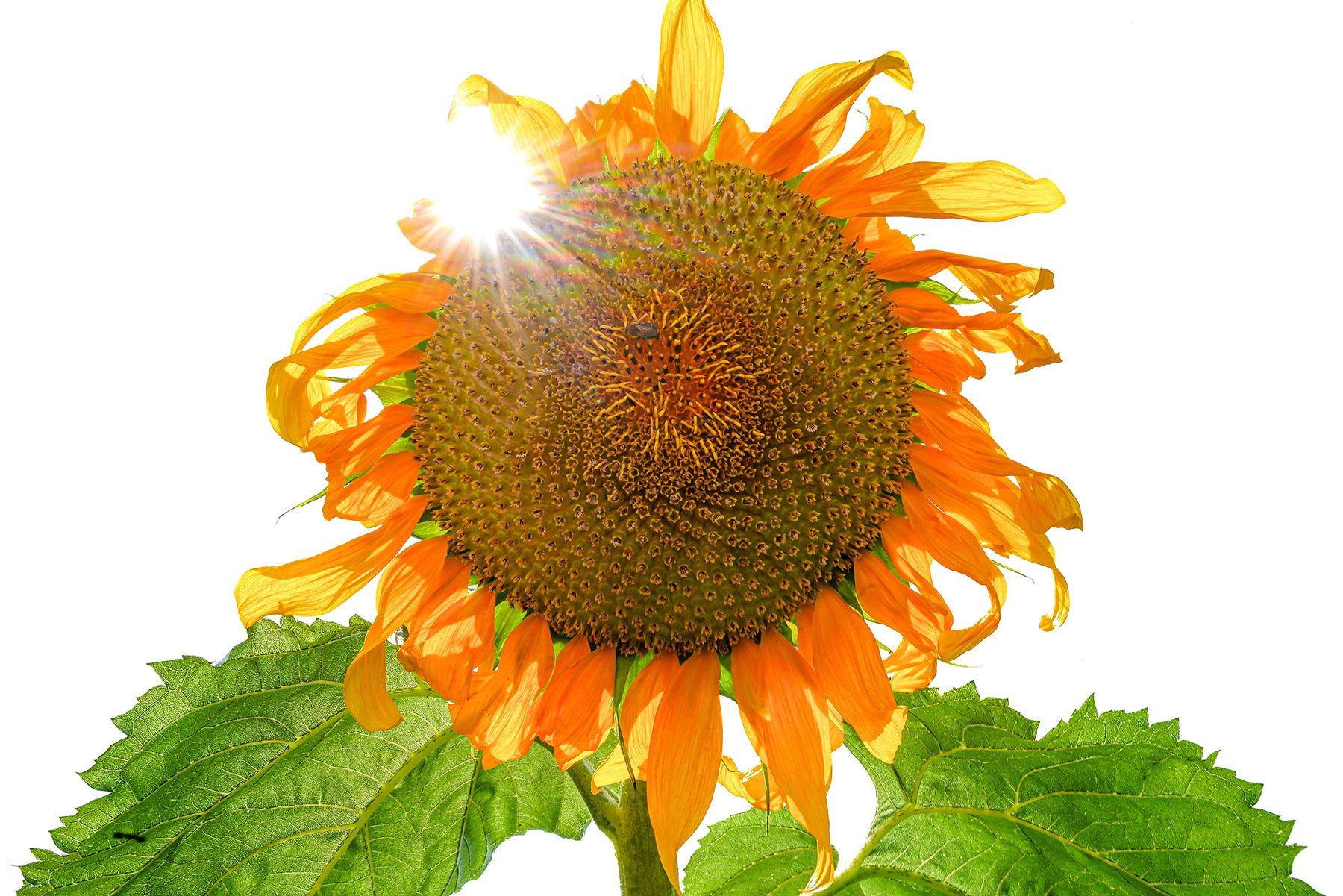 Large sunflower in full bloom