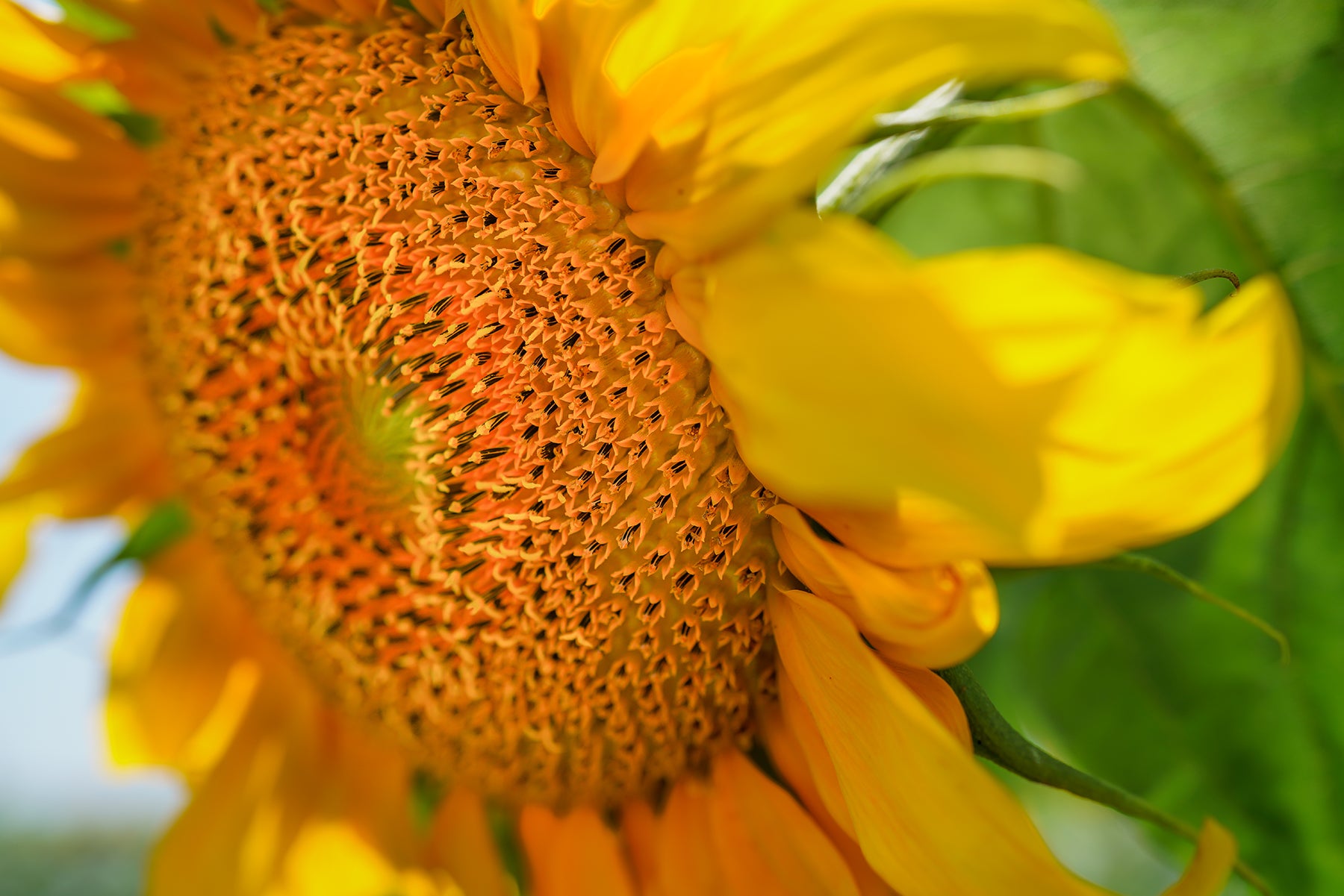 Large sunflower in bloom