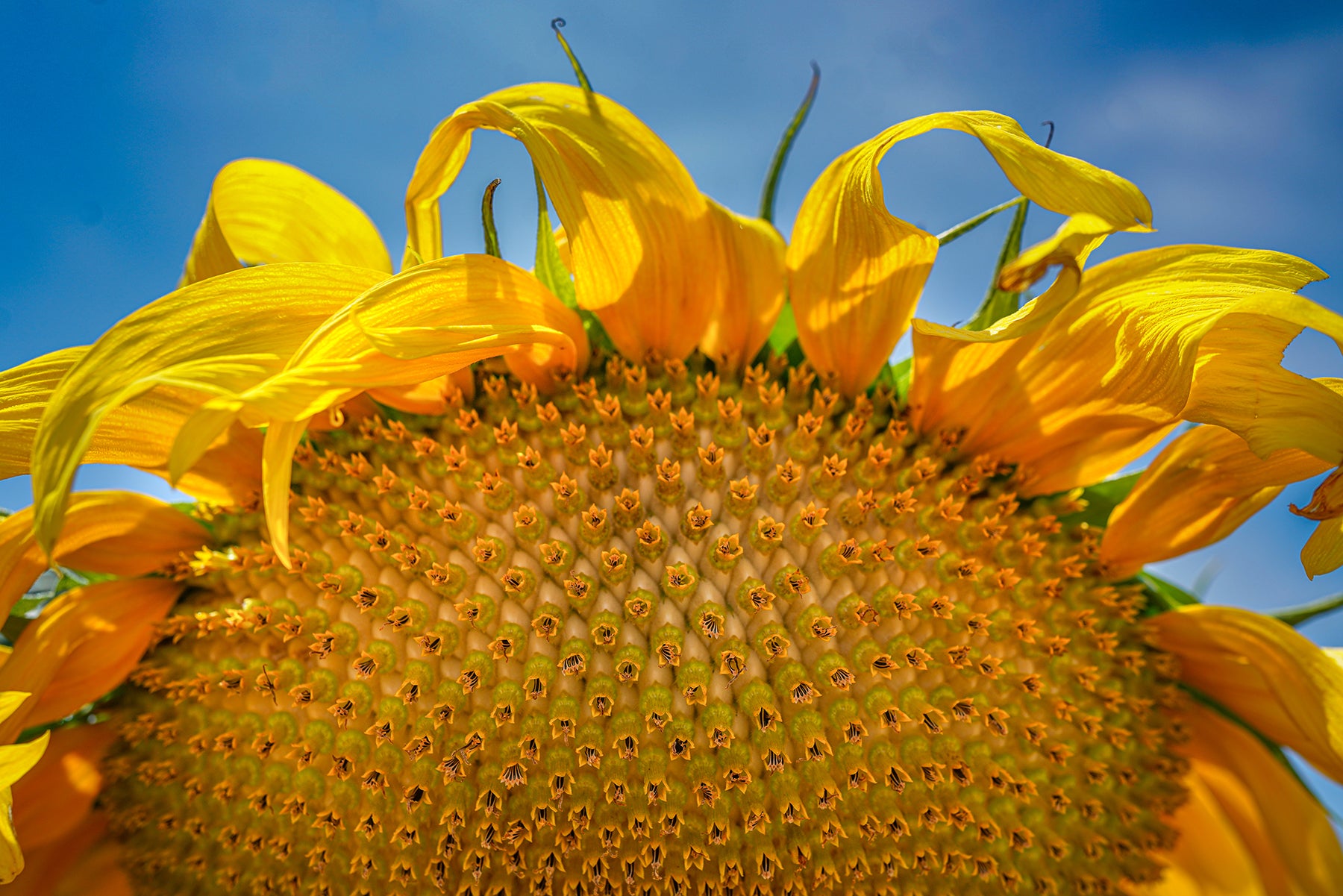 Sunflowers for Ukraine (5)