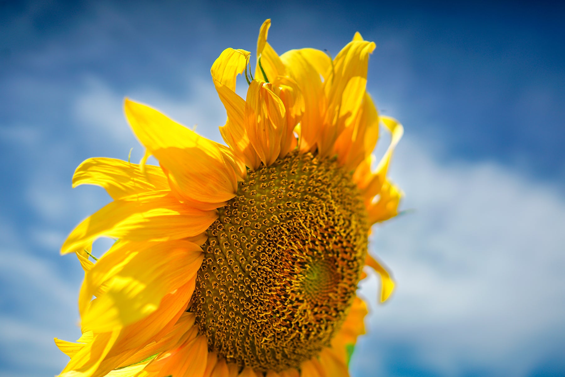 A large sunflower in bloom