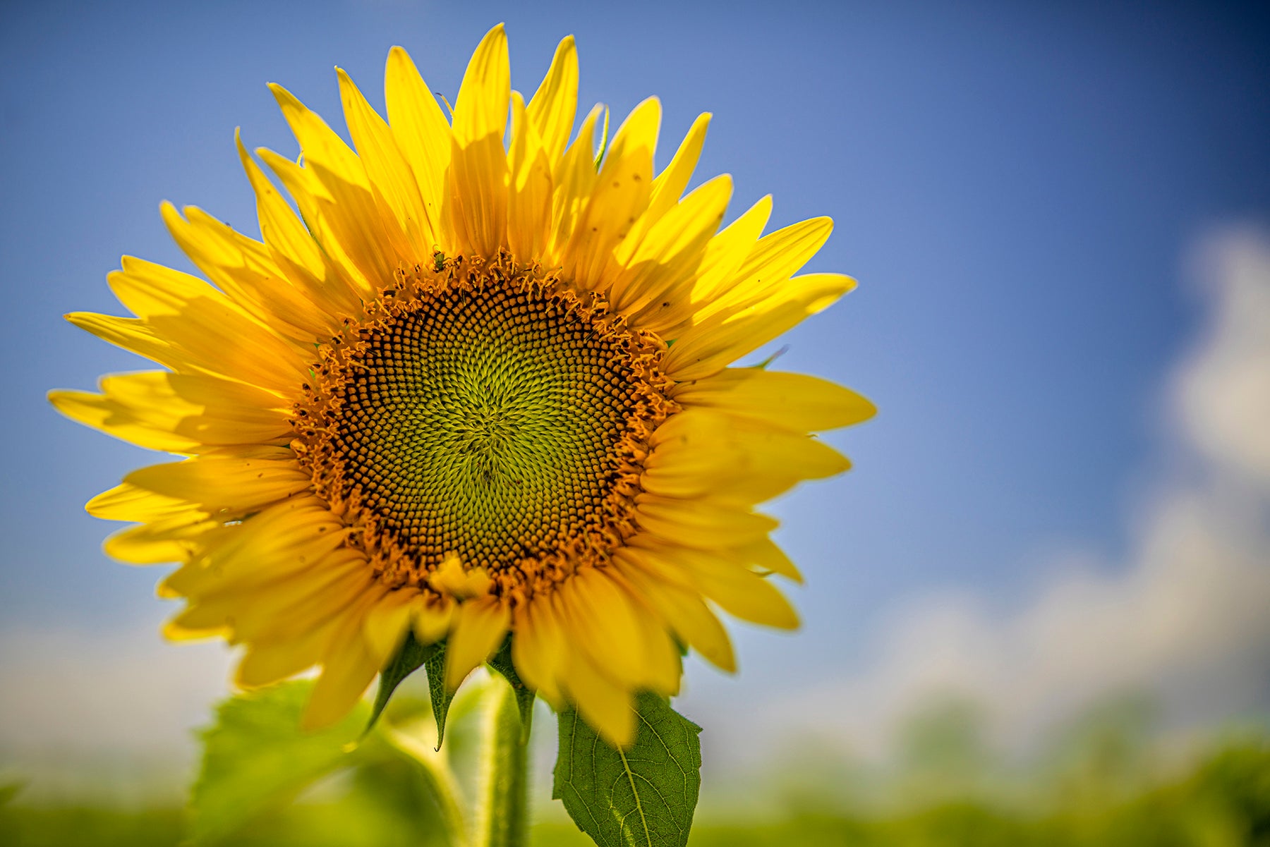 a large sunflower in bloom