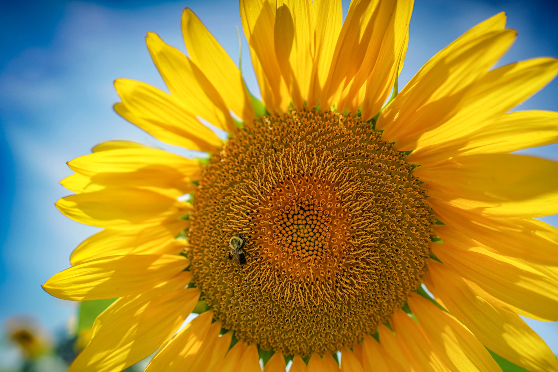 A large sunflower with a bumblebee