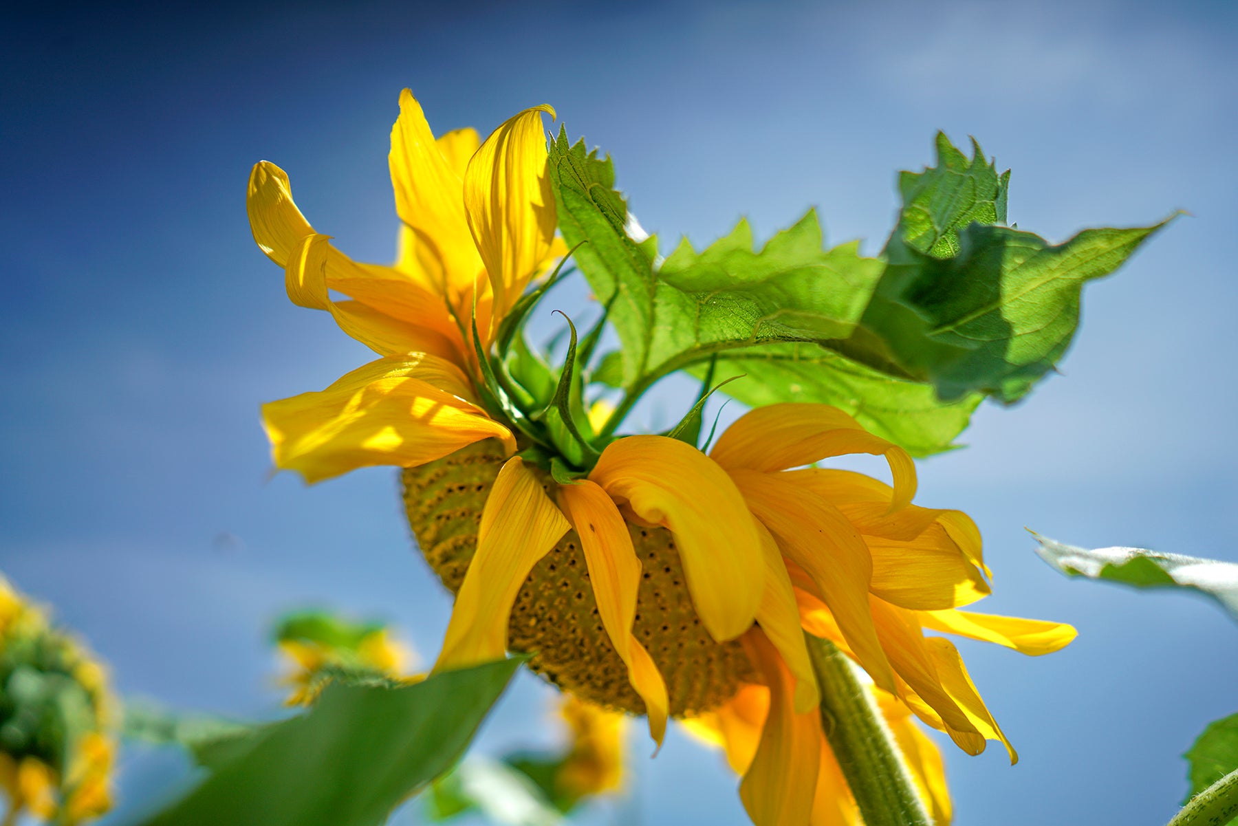 A large sunflower in bloom