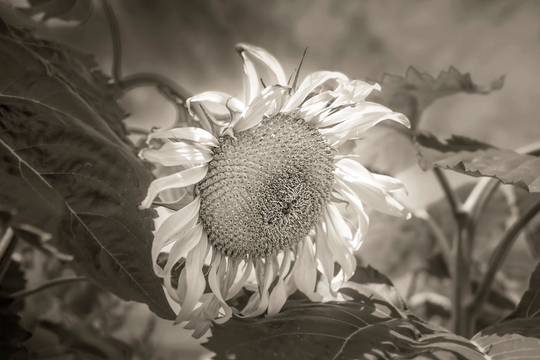 Black and white image of a sunflower