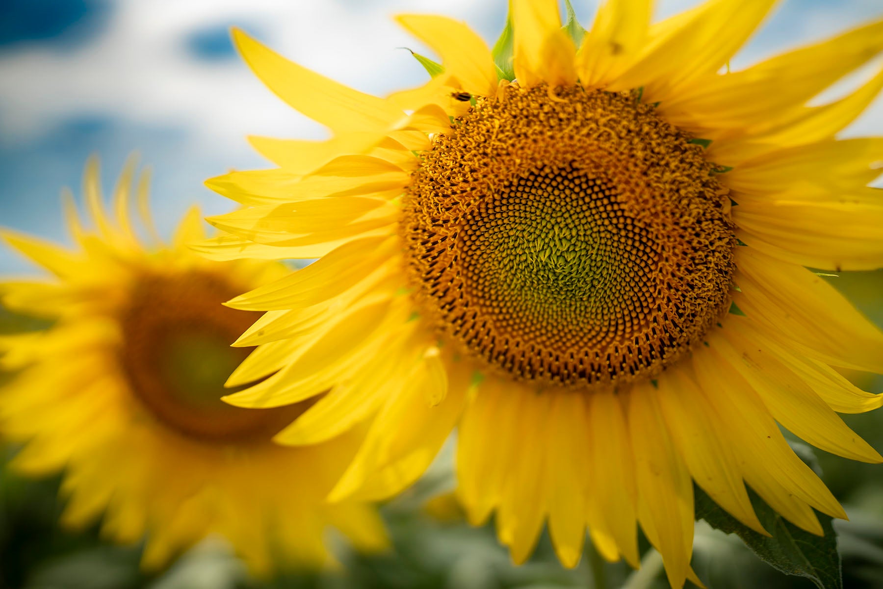 A pair of sunflowers in bloom