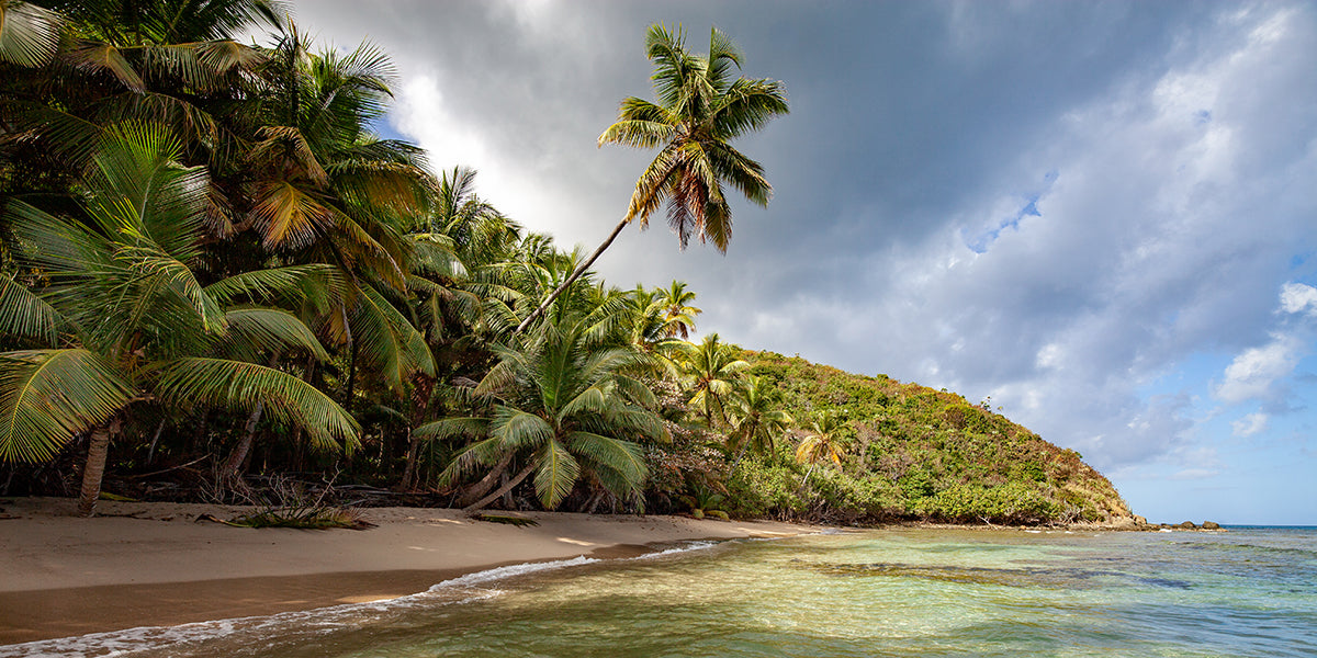 A palm tree over the waters of Neltjeberg Bay